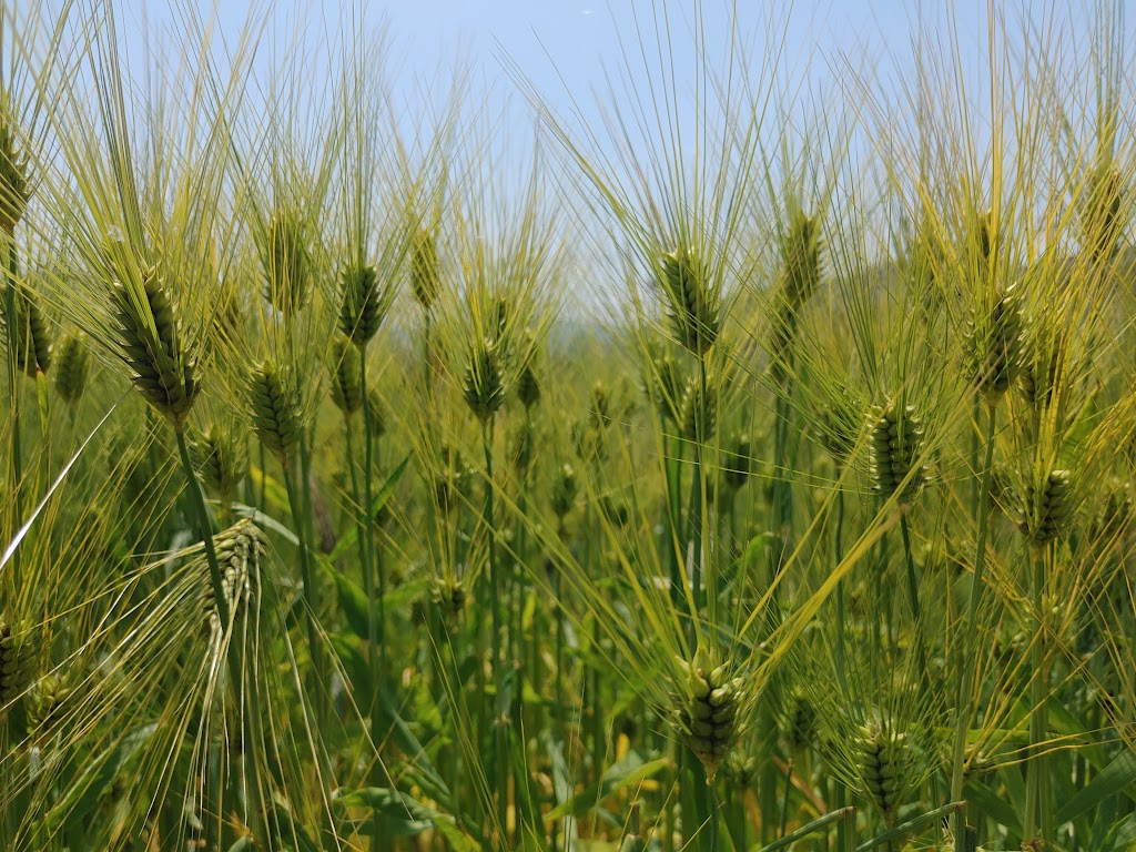 반월호수 산책로 보리