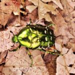 만주점박이꽃무지