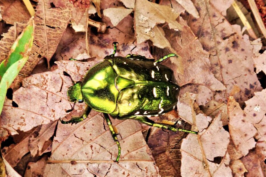 만주점박이꽃무지