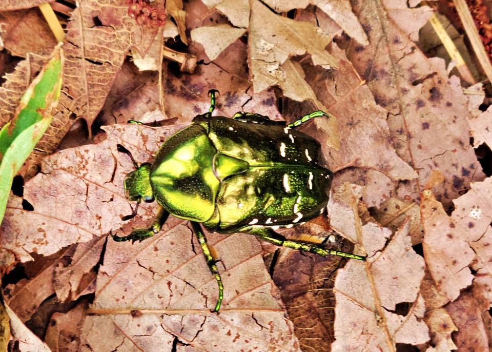 만주점박이꽃무지