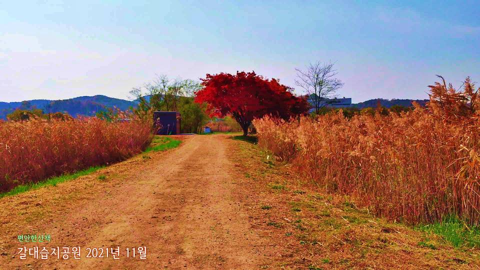 갈대습지 단풍나무