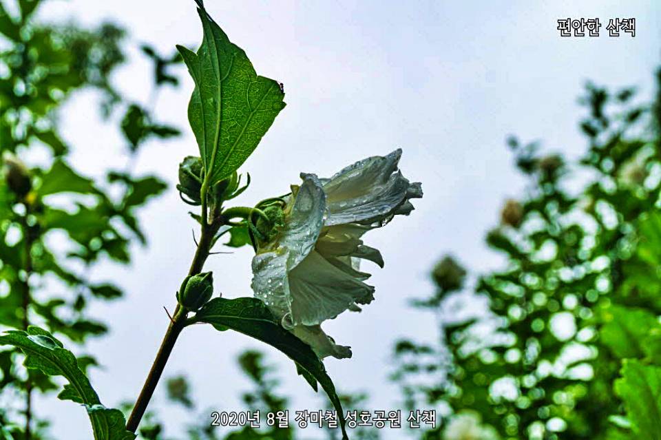 성호공원 겹무궁화 꽃