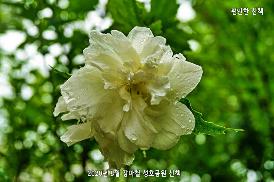 성호공원 겹무궁화 꽃