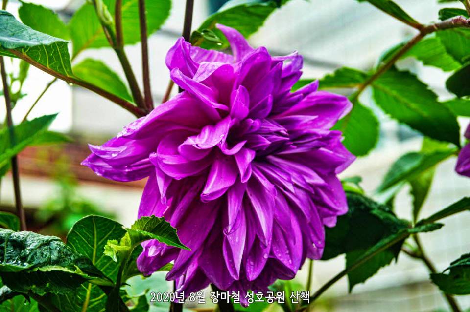 성호공원 다알리아