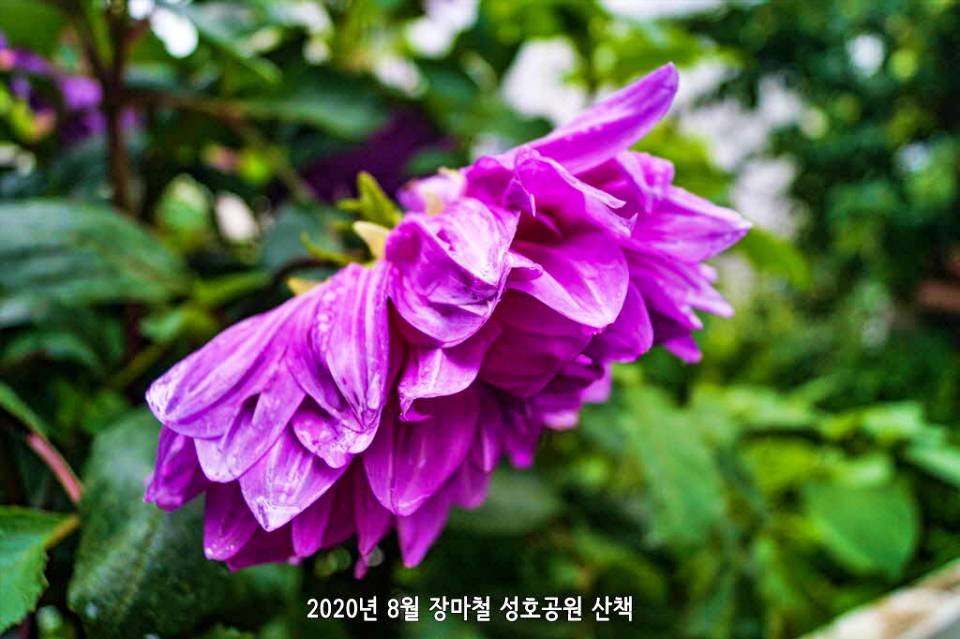 성호공원 다알리아