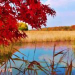 안산 갈대습지 단풍나무