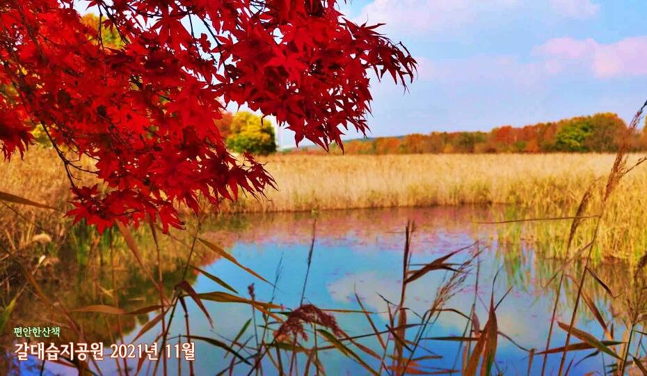 안산 갈대습지 단풍나무