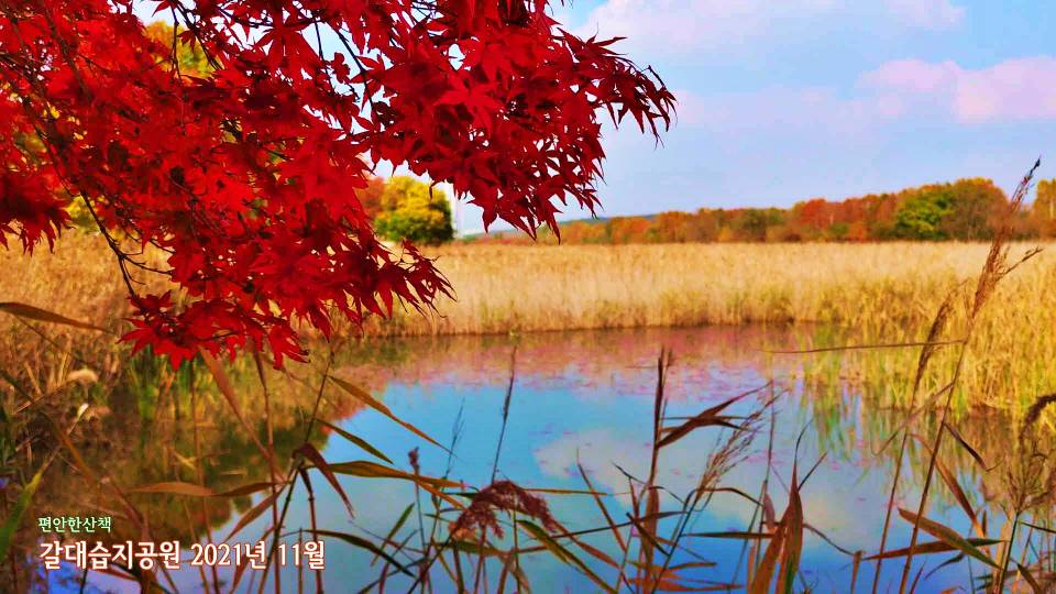 안산 갈대습지 단풍나무