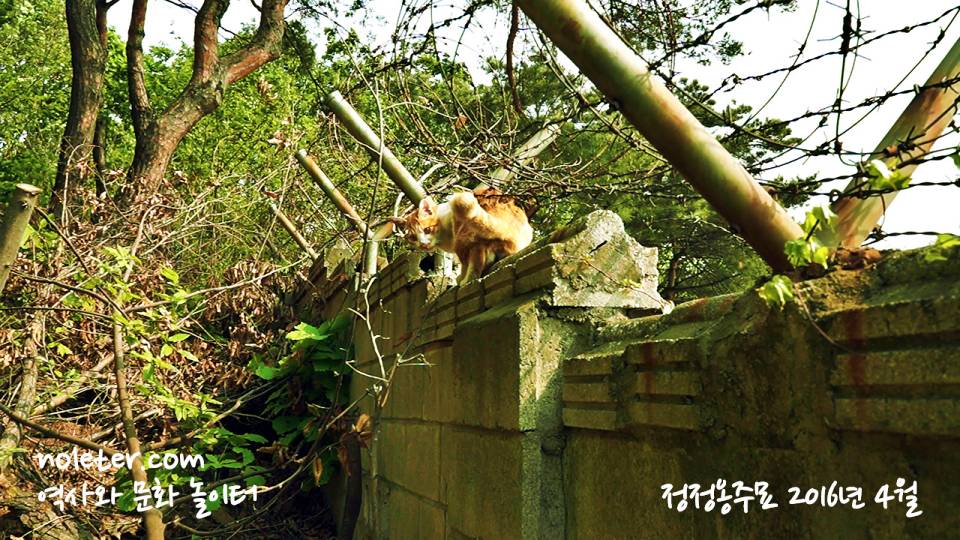 담장위의 고양이