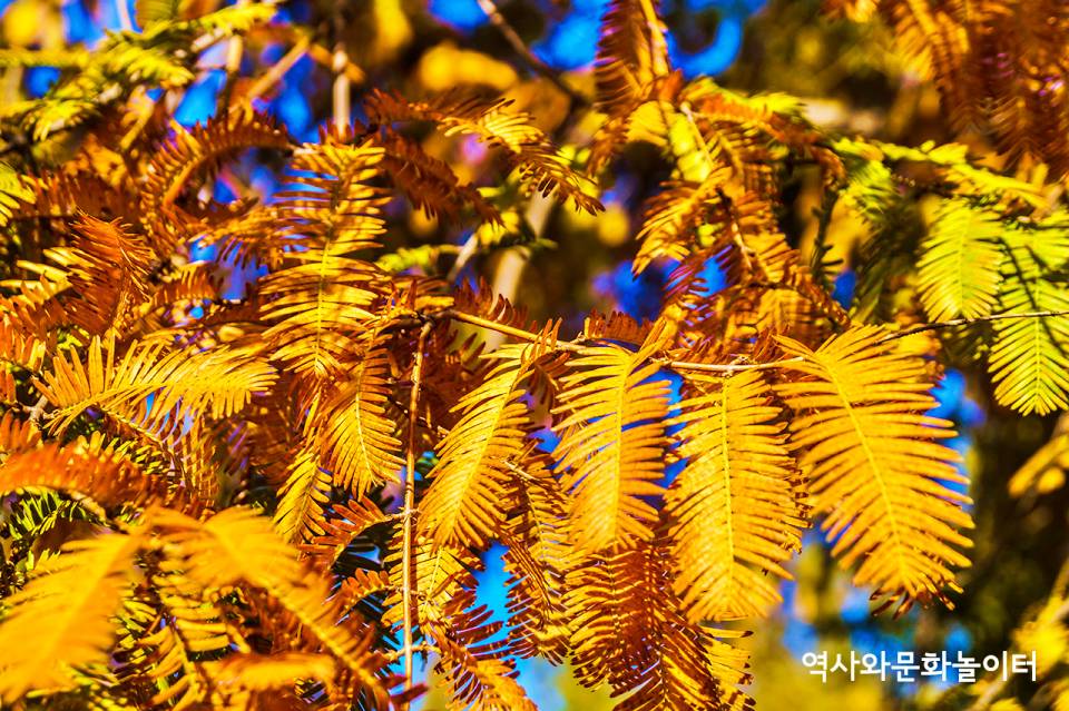 메타세콰이어 잎사귀