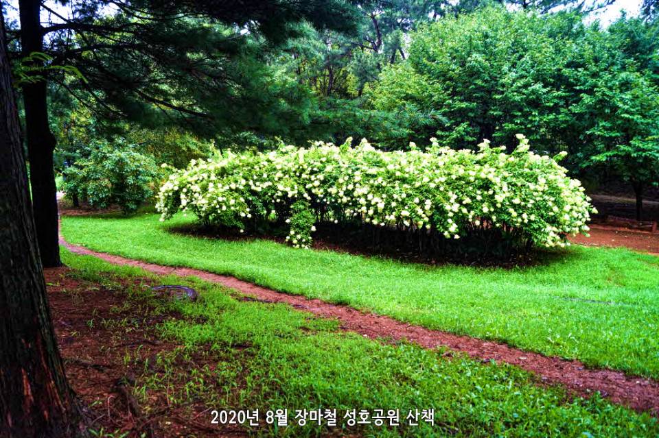 성호공원 목수국