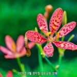 성호공원 범부채