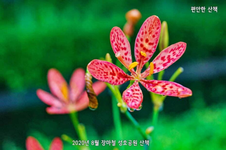 성호공원 범부채