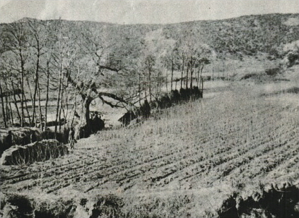 성호이익 생가 성호장터