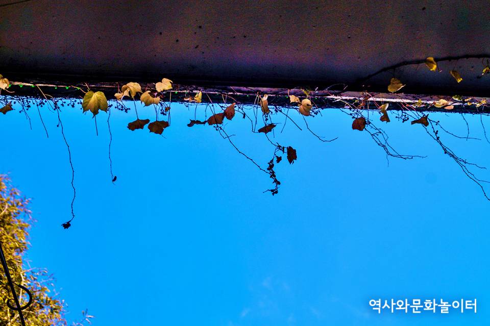 안산식물원 사거리 굴다리 담쟁이 잎사귀