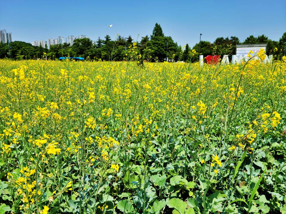 안산 유채꽃 풍경