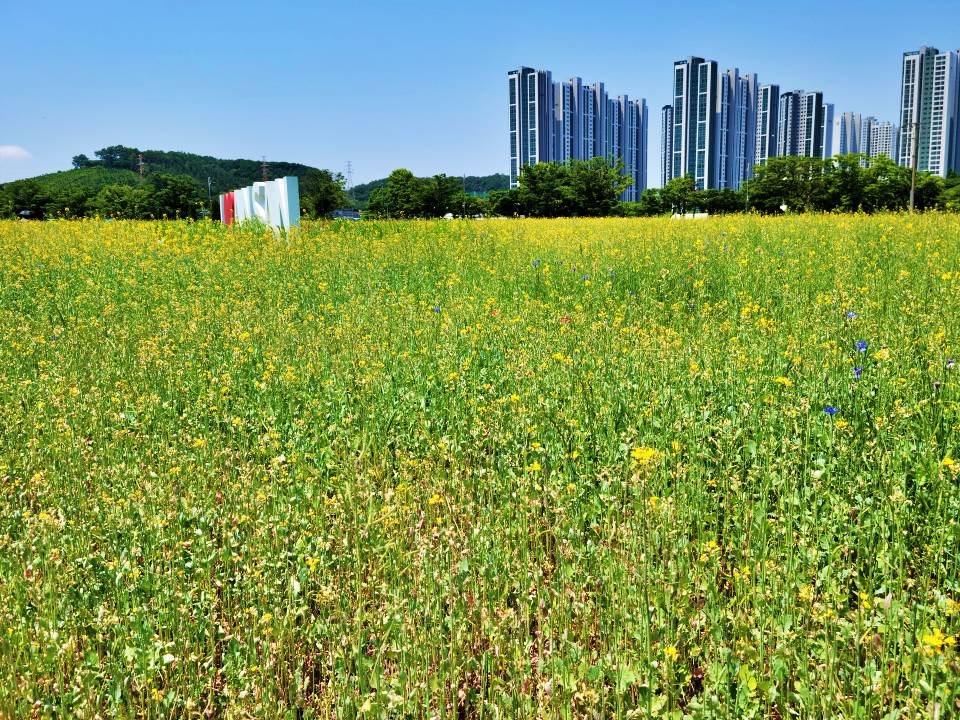 안산 유채꽃 풍경