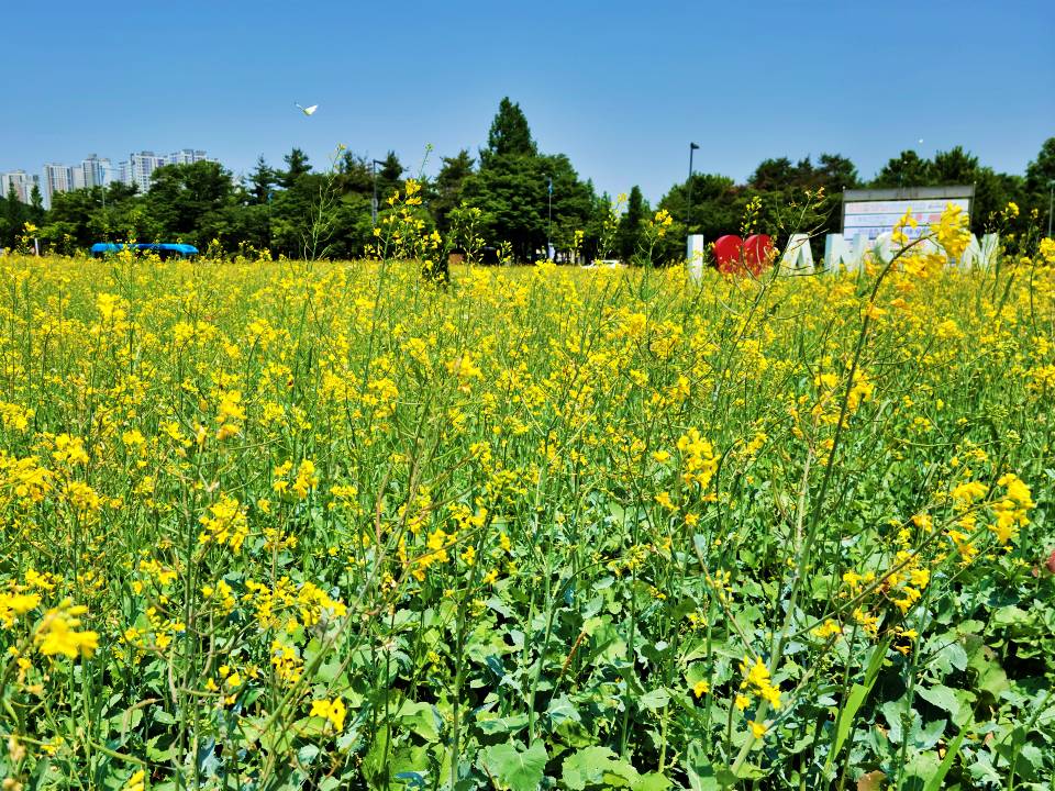 안산 유채꽃 풍경