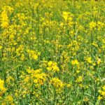 안산 유채꽃 풍경