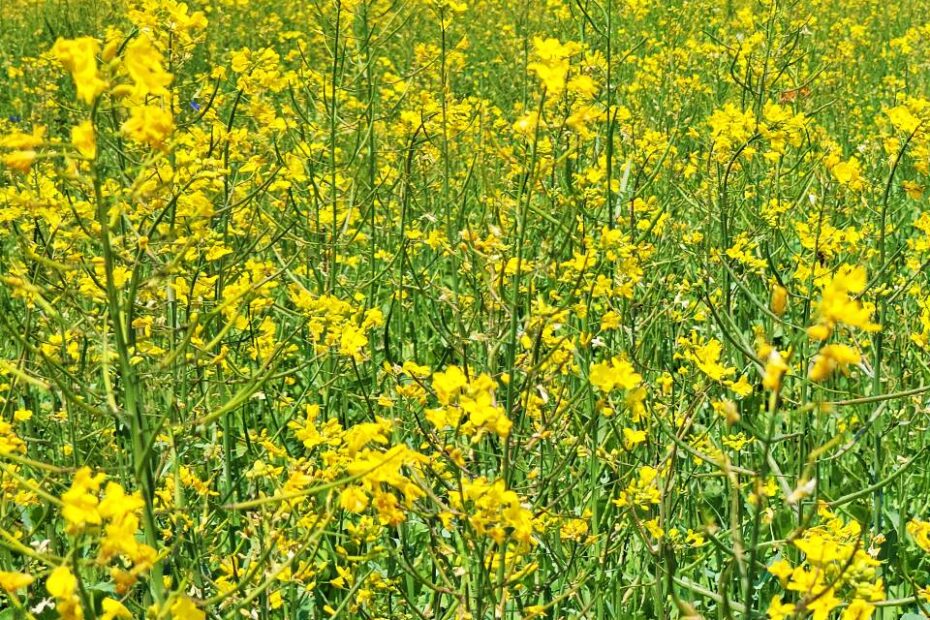 안산 유채꽃 풍경