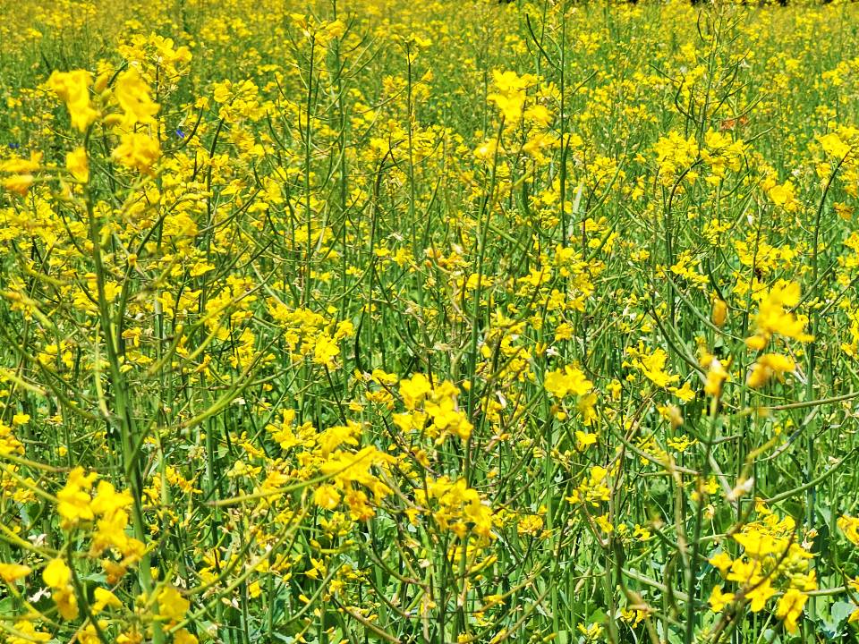 안산 유채꽃 풍경