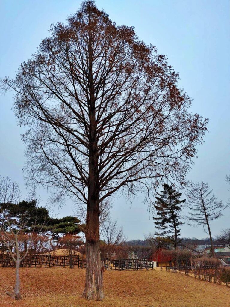 이익선생묘 느티나무