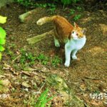 정정옹주묘에서 만난 고양이
