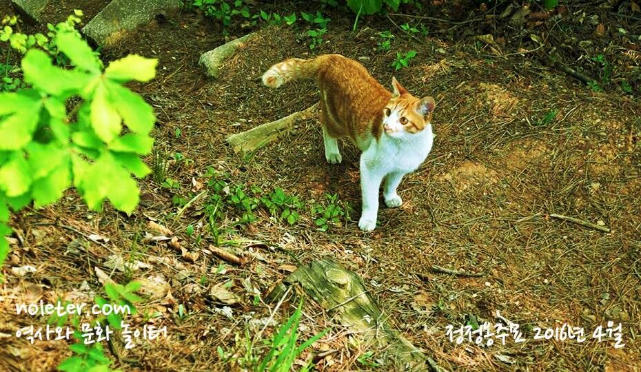 정정옹주묘에서 만난 고양이