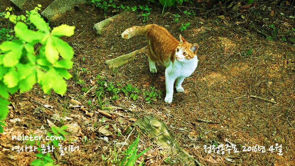 정정옹주묘에서 만난 고양이