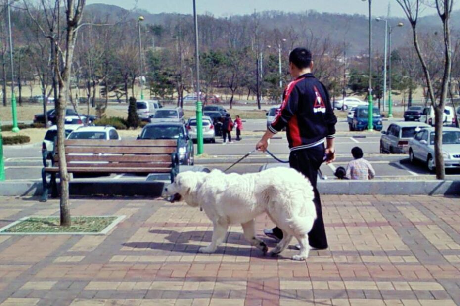 상근이 닮은개 2008년 노적봉 공원