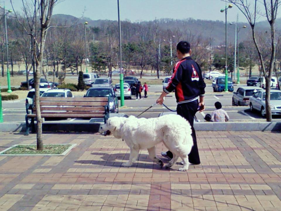 상근이 닮은개 2008년 노적봉 공원