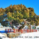 안산 팔곡리 향나무 수령 육백년