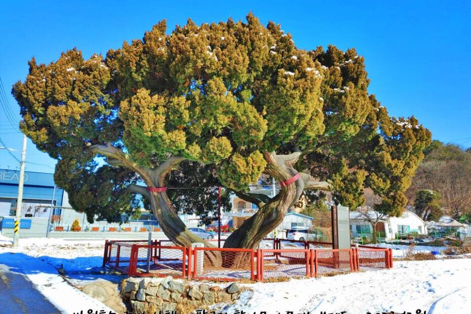 안산 팔곡리 향나무 수령 육백년