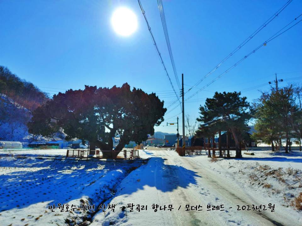 안산 팔곡리 향나무 수령 육백년