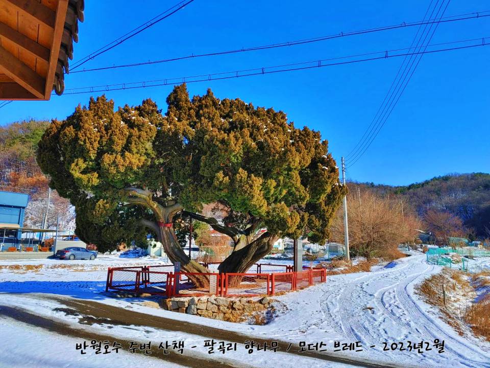 안산 팔곡리 향나무 수령 육백년