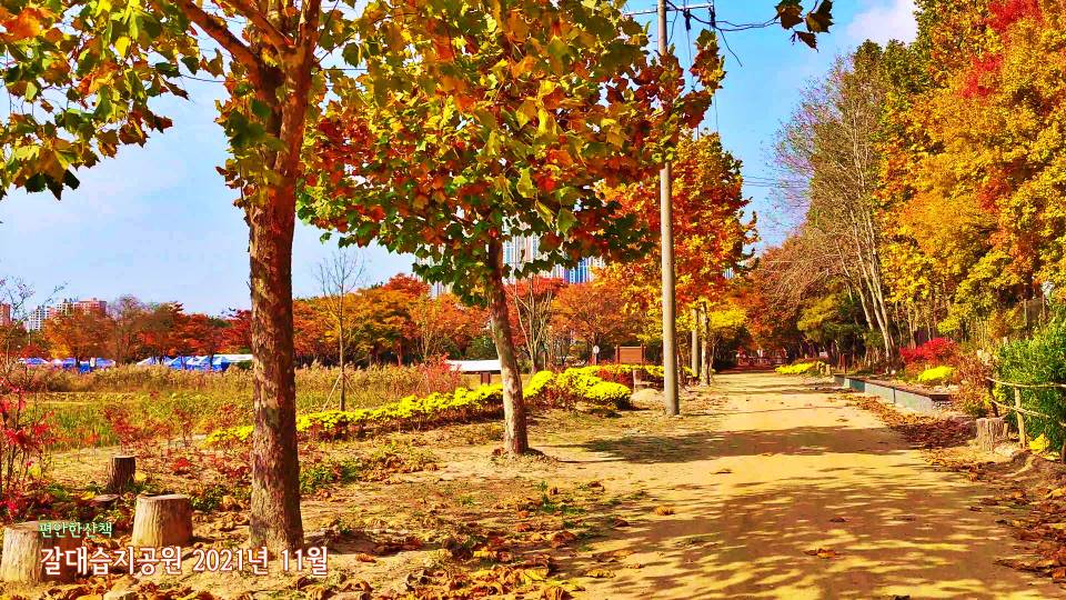 갈대습지 플라타너스